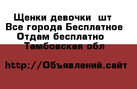 Щенки девочки 4шт - Все города Бесплатное » Отдам бесплатно   . Тамбовская обл.